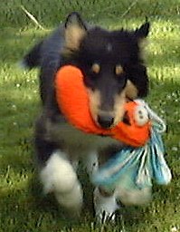 Ceril training our dog Saul to fetch