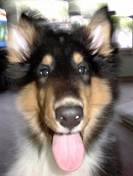 Indiana License K-9  8675309