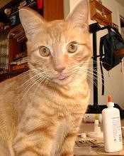 poz.jpg (11724 bytes)