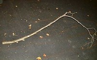 Crow stick